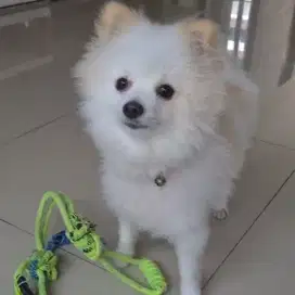 Jual Pom Betina