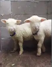 sepasang anakan domba merino super 4 bulanan shaun the sheep exotik ok