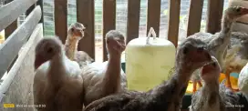 Ayam hias mutiara