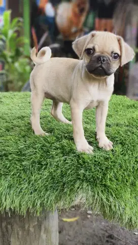 Pug UMR 2bln udh vaksin