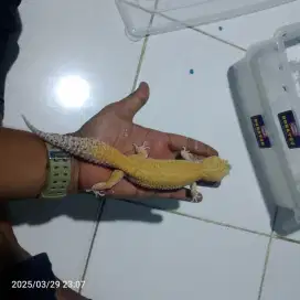 Leopard gecko dewasa (no data)