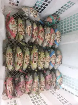 Kepiting fresh hidup setiap hari ready