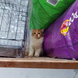 Lepas adopt kucing borongan