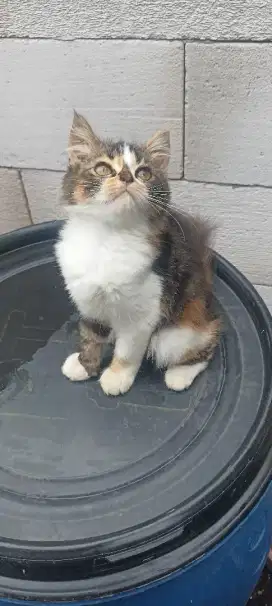 Kucing  persia 4 warna
