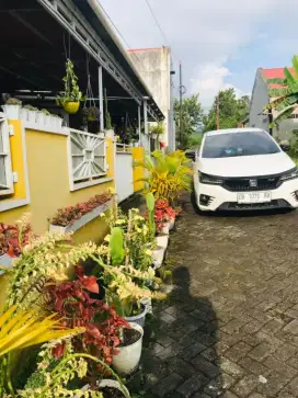•Beraneka Jenis BUNGA² Cantik + BONUS Pot by FloristVell•