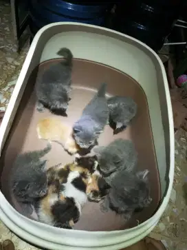 Kitten Persia Kucing