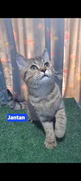 KITTEN SCOTTISH STRAIGHT MIX