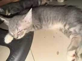Bsh mix persia kitten
