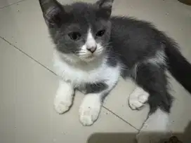 Bsh mix persia kitten