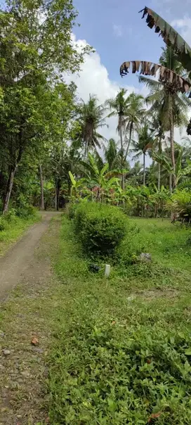 Tanah kavling panjatan Kulonprogo harga murah 80 jutaan