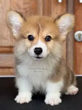 Pembroke Welsh Corgi Jantan, Teman Setia