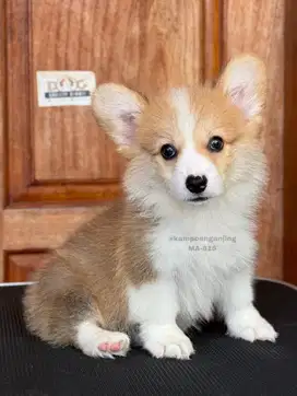 Pembroke Welsh Corgi Jantan Imut dan Lincah