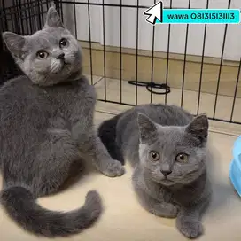 Kucing BSH 4 Bulan Jantan