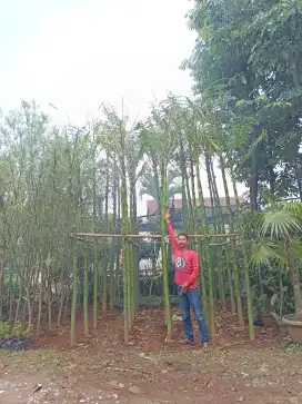 Pohon pakis brazil, para hiba, solobium
