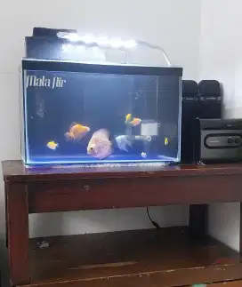 Aquarium ikan discus dan kawan kawan. Full set
