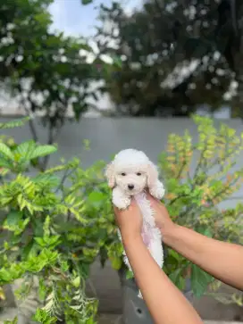 Poodle white tiny male