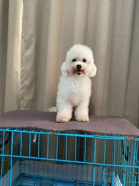 Toy poodle putih / light apricot indukan