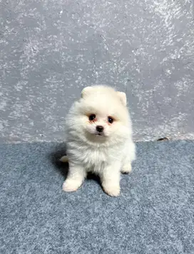 Jual Anjing Super Minipom usia 2 Bulan