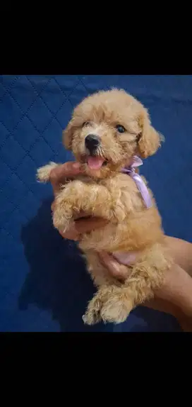Toys poodle non stb