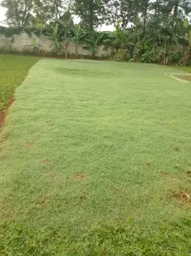 Jualan rumput golf.dan rumput gajah mini