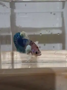 Ikan cupang male pkde multi
