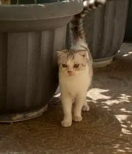 Dua Scottish fold