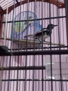 Poci pastol prospek