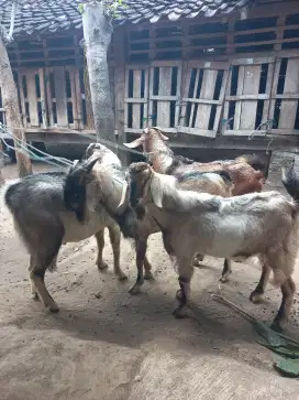 Kambing qurban jogja