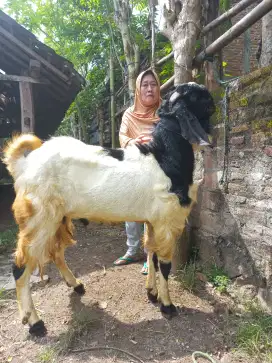 Kambing qurban jumbo