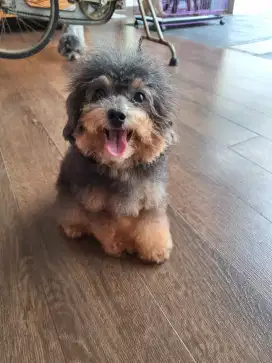Poodle Tiny, warna phantom