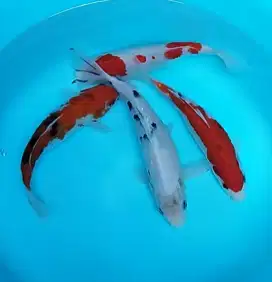 Paket murmer ikan koi 24 27 cm