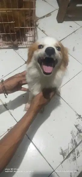 Di cari pawrents baru .. untuk anabul saya ..