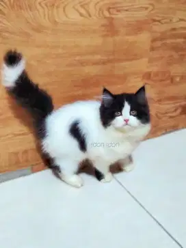 KUCING PERSIA SUPER