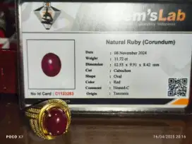Ruby pigeon bloood kualitas super