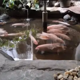 Ikan Gurame padang