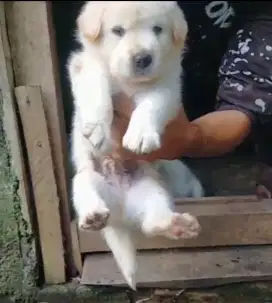 Golden Mix Samoyed Jantan Betina