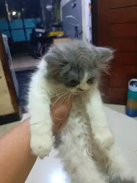 Kucing kitten persia jantan