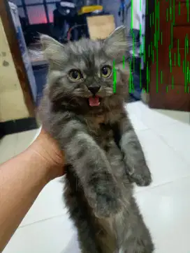 Kucing kitten persia jantan