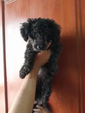 black poodle 6bulan