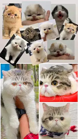 jasa pacak kucing peaknose exotic shorthair