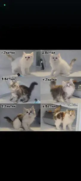 kucing kitten persia anggora ragdoll himalaya mainecoon munchkin