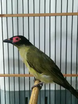 Ara mata merah gacor volm keras