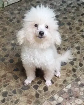 Poodle raja kawin