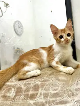 2 Kucing BETINA Usia hampir 4 Bulanan