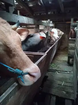 Sapi qurban bandung