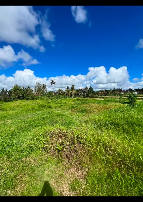 UBUD JLN CINTA KAWASAN VILLA 49,10ARE Rp 475jt/are