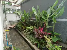 Taman tropis/jasa tukang taman/renovasi taman/tukang taman Tangerang