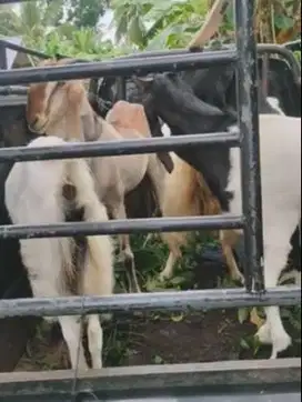 20 ekor kambing betina afkir 3 tahunan 50-60kiloan siap kurban 2025 ok