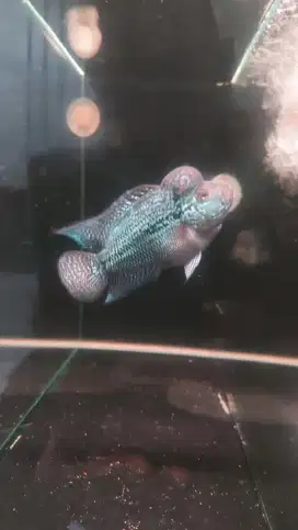 Ikan louhan SRD