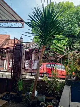 Pohon Palm Pandan Bali 3 Meter +